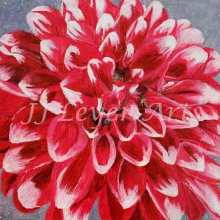 Dahlia