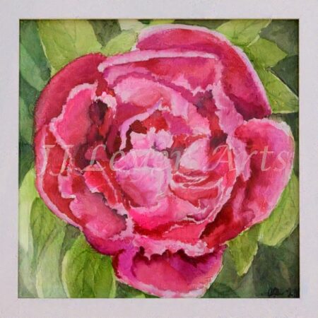 Indiana: Peony