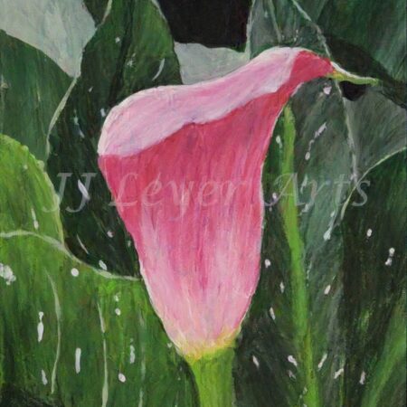 Calla lily